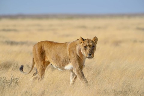 Lioness (Panthera leo) in dry grassland, Etosha National Park, Namibia, Africa
