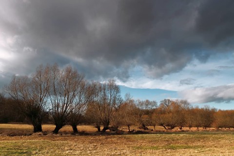 Pollarded willows along a ditch in a meadow, Middle Elbe Biosphere Reserve, Saxony-Anhalt, Germany,
