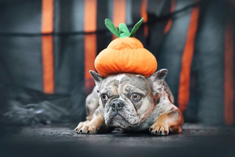 Merle French Bulldog dog wearing Halloween pumpkin costume hat in front of black and orange paper