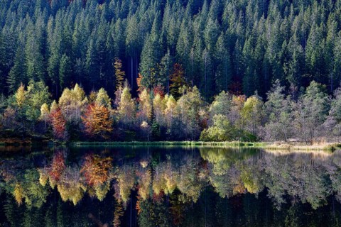 Trees reflected in the Sankenbachsee, Karsee, autumn, near Baiersbronn, Freudenstadt district,