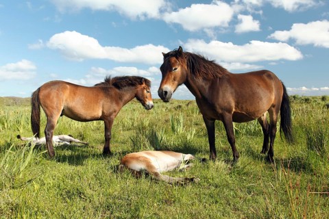Exmoor ponies, mares with foals