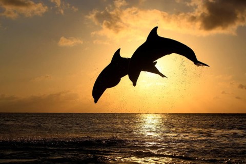 Bottlenose Dolphins (Tursiops truncatus), Honduras, Central America