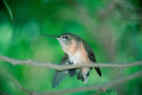 Calliope hummingbird, female, Sonora Desert, Arizona (Stellula calliope), USA, North America