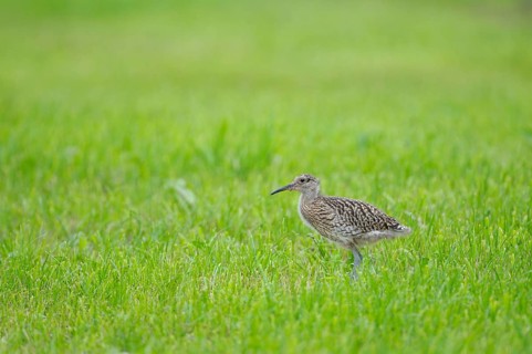 Curlew, young bird, Dingdener Heide nature reserve, North Rhine-Westphalia, Germany, Europe
