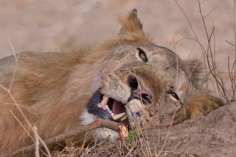 Resting maned lion (Panthera leo), Nsefu sector, South Luangwa National Park, Zambia, Africa