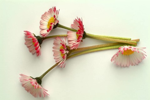 Common daisy (Bellis perennis), medicinal plant, naturopathy classifies the daisy among other