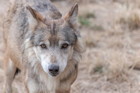 Portrait of a Mongolian wolf (Canis lupus chanco) in Gevaudan Park. Marvejols, Cevennes, France,
