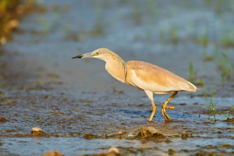 Squacco heron (Ardeola ralloides) in a paddy field, hunting, ebro delta, Catalonia, Spain, Europe
