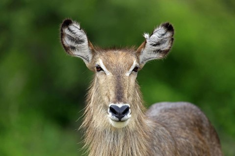 Ellipsipse waterbuck, female, Sabi Sabi Game Reserve, Kruger National Park, South Africa (Kobus