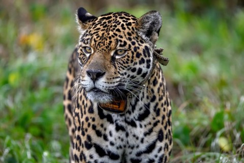 Jaguar (Panthera onca) with radio collar, Conservation Land Trust breeding station, Iberá Project,
