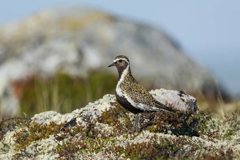 European golden plover (Pluvialis apricaria), camouflaged in tundra vegetation, Northern Norway,
