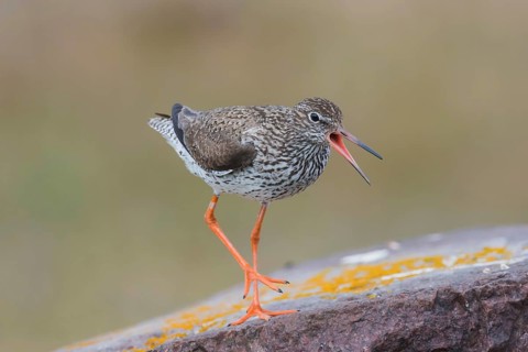 Redshank warns on stone, shouting, Öland Island, Sweden, Europe