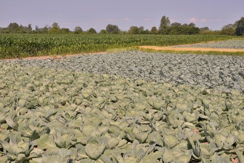 Cabbage crops (Brassica oleracea alba) on the Route de la Choucroute, Sauerkraut Route, near