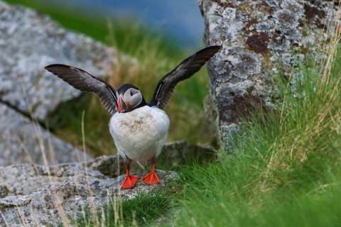 Atlantic Puffin or Common Puffin (Fratercula arctica) flapping its wings, Runde, Møre og Romsdal,