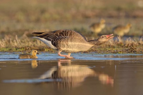 Greylag goose (Anser anser) with chick, threatening, in the water, Burgenland, Austria, Europe