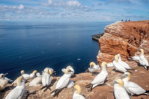 Northern gannet (Morus bassanus), Helgoland, North Sea, Schleswig-Holstein, Germany, Europe