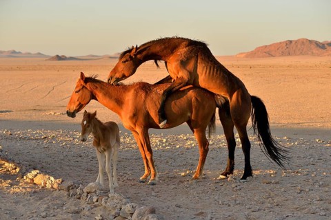 Namib desert horse, wild horses (Equus ferus), mating, foal, near Aus, Karas Region, Namibia,