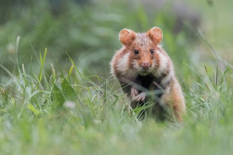 European hamster (Cricetus cricetus), sits in meadow, Neusiedeler See National Park, Burgenland,