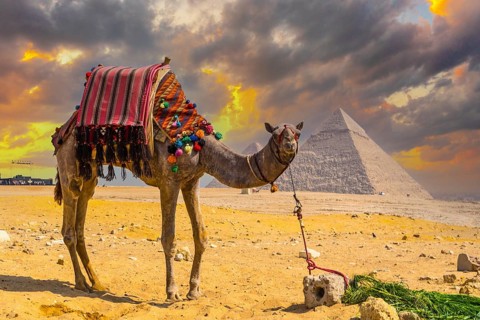 A beautiful camel in the Pyramids of Giza, the oldest Funerary monument in the world. In the city