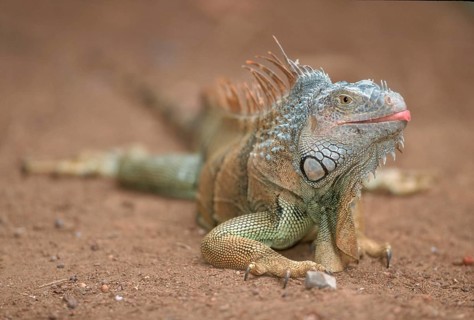 Common Iguana (Iguana iguana), Honduras, Central America