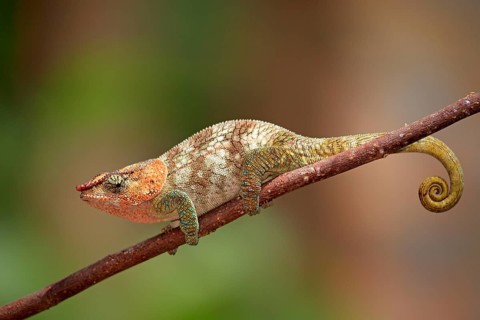 Short-horned Chameleon (Calumma brevicorne), male, Madagascar, side, Africa