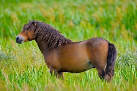 Exmoor pony, stallion