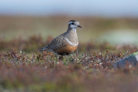 Eurasian Dotterel (Charadrius morinellus), tundra vegetation, Finnmark, Norway, Europe