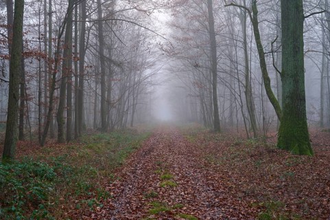 Forest path at foggy morning, Kreuzwertheim, Spessart, Bavaria, Germany, Europe