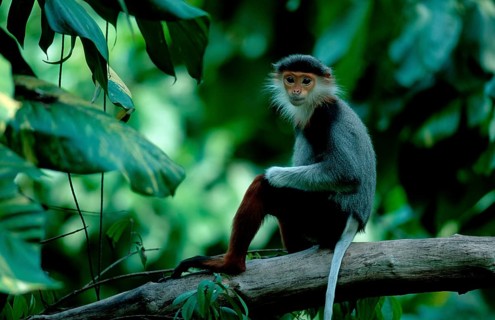 Red-shanked Douc (Pygathrix nemaeus) Langur