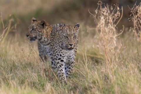 Leopard (Panthera pardus) female rear young, Moremi Game Reserve, Okavango Delta, Maun, Botswana,
