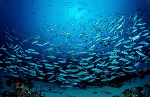 Shoal of yellow-striped fusiliers, Caesio caerulaurea, Maldives, Indian Ocean, Meemu Atoll, Asia