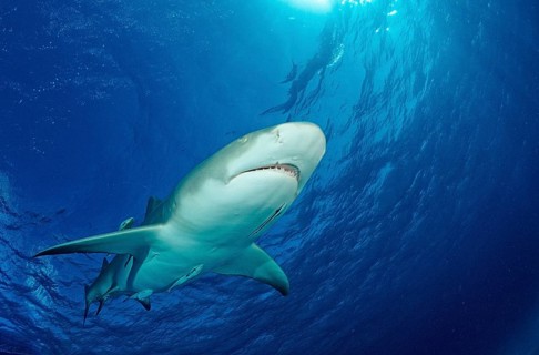Lemon Shark, Negaprion brevirostris, Bahamas, Grand Bahama Island, Atlantic Ocean, Central America