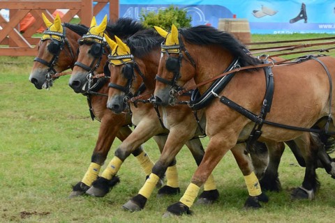 Cold-blooded horses as the titans of the race in Brück, Brandenburg