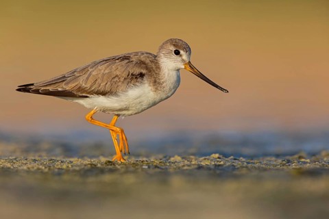 Terek sandpiper, (Xenus cinereus), animal, animals, bird, birds, snipe family, snipe, biotope,