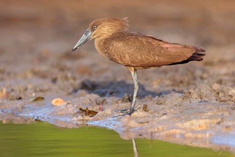 Hammerhead, Hammerhead, Hamerkop, (Scopus umbretta), Ombrette africaine, Avemartillo, Shadebird,