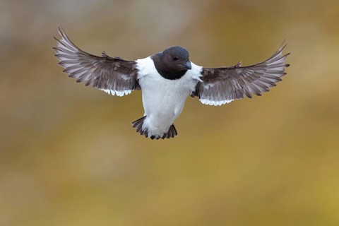 Little grebe, Plautus alle, Dovekie, Little Auk, (Mergule nain), Mérgulo atlántico, flight photo,