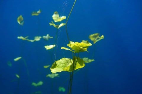 Cenote sinkhole waterplants in Riviera Maya at mayan Mexico
