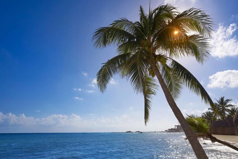 Playa del Carmen beach palm trees in Riviera Maya Caribbean of Mexico