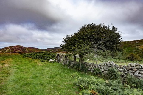 Hilly landscape with green meadows, sheep and stone wall, dry stone wall on the edge of Snowdonia
