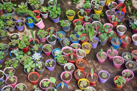 Plants in colourful flower pots in a greenhouse in Maschwitz Province Buenos Aires, Argentina 2017