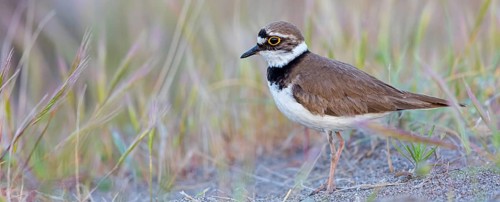 Little Ringed Plover, Little Ringed Plover, (Charadrius dubius), plover family, biotope, foraging,