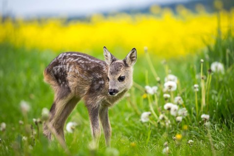 Young wild roe deer in grass, Capreolus capreolus. New born roe deer, wild spring nature