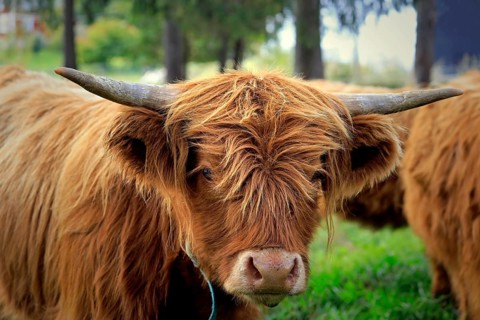 Close up portrait of a young Highland bull on field among herd of Highland cattle