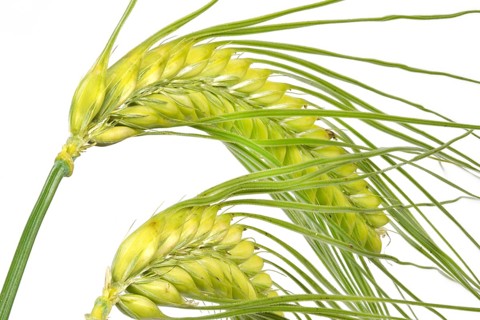 Barley (Hordeum), isolated