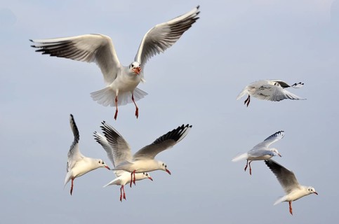 Seagulls in Kolber
