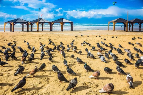 Large flock of pigeons resting on a sandy beach. Windy winter day in the Mediterranean Sea