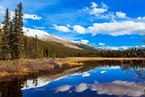 Shallow bog overgrown with yellowed grass at the foot of Lake Peyto. Autumn trip to the Rockies of