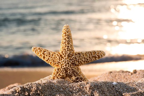 Sunrise on the beach. Starfish