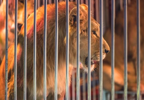 Lion in circus and audience