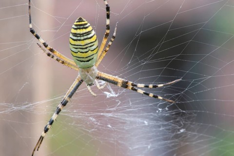 Spider in a garden. Grenn and yellow lines spider
